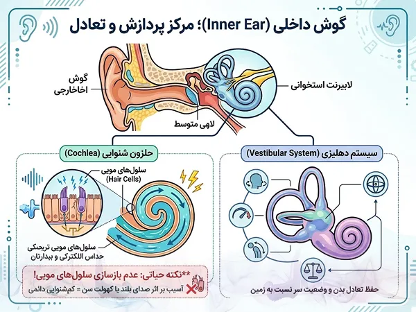 آناتومی گوش داخلی